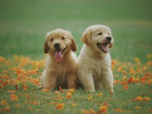 Two happy puppies sitting in a flower field.